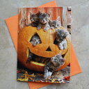 ハロウィンカード「ジャック オ ランタンから6匹の子猫」Halloween Card from U. ...