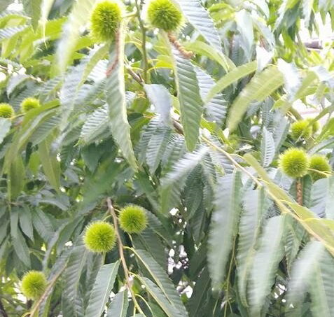 ������ �ߡ�Ƹ�� (���ɤ�����)720ml