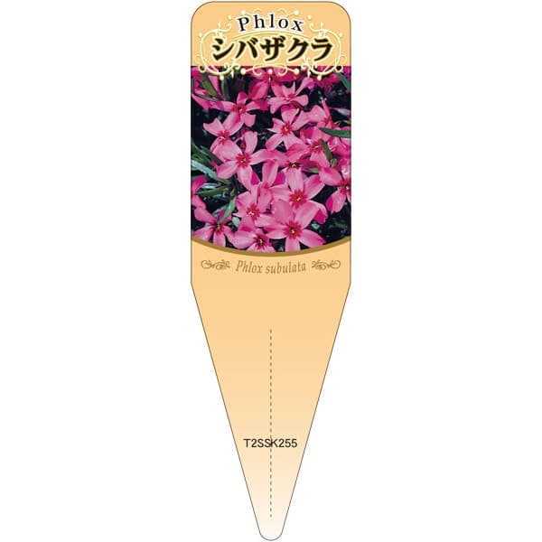 乐天商城 - 園芸用ラベル【 芝桜 赤 S(100枚)】115mm×34mm フラワーラベル 園芸用品 ガーデニング用品 耐水性 耐久性 花 木 品種名表示ラベル 園芸ラベル 植物ラベル ラベル プレート 園芸 品種 植物 桜 さくら サクラ 芝桜 SAKURA シバザクラ 苗 苗木 栽培
