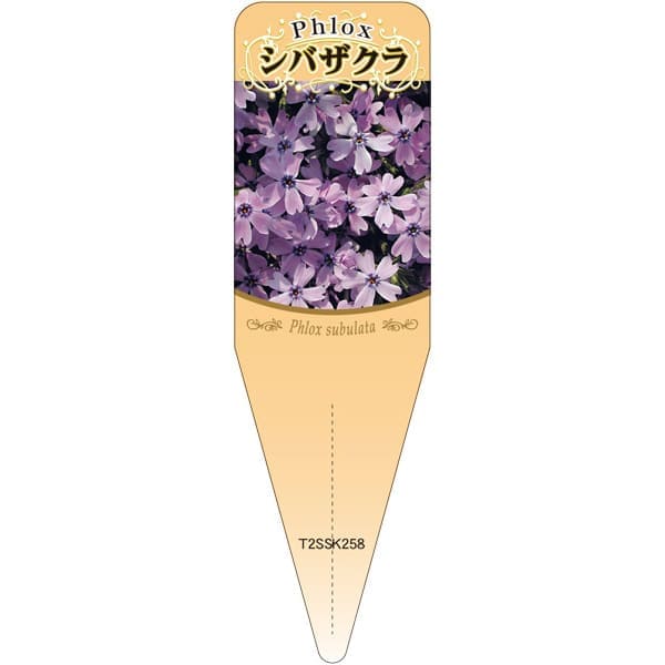 ����ѥ�٥�� �Ǻ� �� S(100��)��115mm��34mm �ե���٥� ������� �����ǥ˥����� �ѿ��� �ѵ��� �� �� �ʼ�̾ɽ����٥� ��ݥ�٥� ��ʪ��٥� ��٥� �ץ졼�� ��� �ʼ� ��ʪ �� ������ ������ �Ǻ� SAKURA ���Х����� �� ���� ����