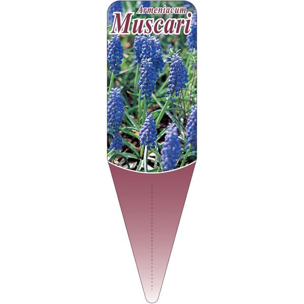 園芸用ラベル【 ムスカリ S(100枚)】 115mm×34mm フラワーラベル 園芸用品 ガーデニング用品 耐水性 耐..