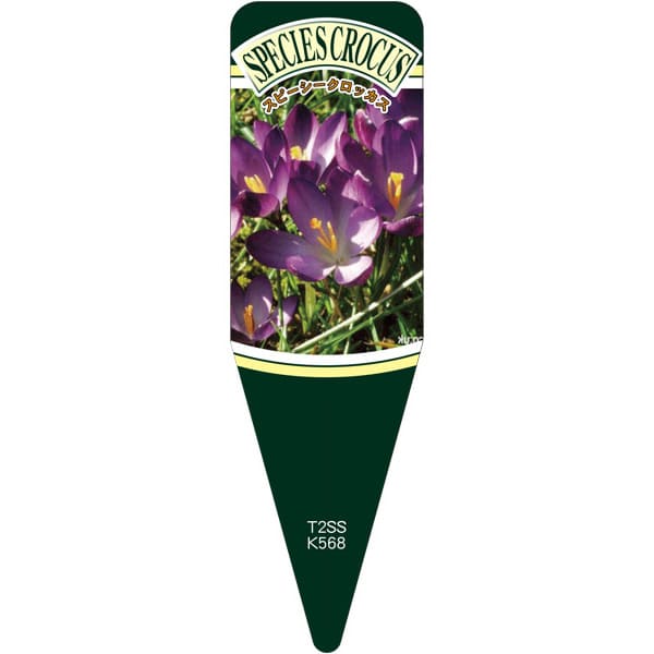 園芸用ラベル【 スピーシークロッカス ルビージS (100枚)】115mm×34mm フラワーラベル 園芸用品 ガーデ..