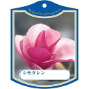 園芸用ラベル【 シモクレン K(100枚)】105mm×80mm フラワーラベル 園芸用品 ガーデニング用品 耐水性 耐久性 花 木 品種名表示ラベル 園芸ラベ...