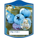 園芸用ラベル【 ブルーベリー K(100枚)】105mm×80mm フラワーラベル 園芸用品 ガーデニング用品 耐水性 耐久性 花 木 品種名表示ラベル 園芸ラ...