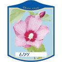 園芸用ラベル【 ムクゲ K(100枚)】105mm×80mm フラワーラベル 園芸用品 ガーデニング用品 耐水性 耐久性 花 木 品種名表示ラベル 園芸ラベル ...