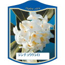 園芸用ラベル【 ジンチョウゲ 白 K(100枚)】105mm×80mm フラワーラベル 園芸用品 ガーデニング用品 耐水性 耐久性 花 木 品種名表示ラベル 園...
