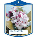 園芸用ラベル【 ジンチョウゲ 赤 K (100枚)】105mm×80mm フラワーラベル 園芸用品 ガーデニング用品 耐水性 耐久性 花 木 品種名表示ラベル ...