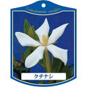 園芸用ラベル【 クチナシ K(100枚)】105mm×80mm フラワーラベル 園芸用品 ガーデニング用品 耐水性 耐久性 花 木 品種名表示ラベル 園芸ラベル...