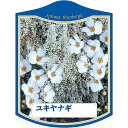 園芸用ラベル【 ユキヤナギ K(100枚)】105mm×80mm フラワーラベル 園芸用品 ガーデニング用品 耐水性 耐久性 花 木 品種名表示ラベル 園芸ラベ...