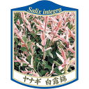 園芸用ラベル【 ヤナギ ハクロニシキ K (100枚)】105mm×80mm フラワーラベル 園芸用品 ガーデニング用品 耐水性 耐久性 花 木 品種名表示ラベ...