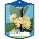 園芸用ラベル【 ゲッケイジュ K(100枚)】105mm×80mm フラワーラベル 園芸用品 ガーデニング用品 耐水性 耐久性 花 木 品種名表示ラベル 園芸ラ...