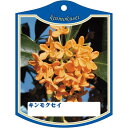 園芸用ラベル【 キンモクセイ K(100枚)】 105mm×80mm フラワーラベル 園芸用品 ガーデニング用品 耐水性 耐久性 花 木 品種名表示ラベル 園芸...