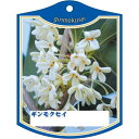 園芸用ラベル【 ギンモクセイ K(100枚)】105mm×80mm フラワーラベル 園芸用品 ガーデニング用品 耐水性 耐久性 花 木 品種名表示ラベル 園芸ラ...