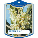 園芸用ラベル【 四季咲きモクセイ K(100枚)】 105mm×80mm フラワーラベル 園芸用品 ガーデニング用品 耐水性 耐久性 花 木 品種名表示ラベル ...