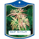 園芸用ラベル【 カエデ セイリュウ K (100枚)】105mm×80mm フラワーラベル 園芸用品 ガーデニング用品 耐水性 耐久性 花 木 品種名表示ラベル...