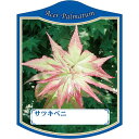 園芸用ラベル【 カエデ 五月紅 K(100枚)】105mm×80mm フラワーラベル 園芸用品 ガーデニング用品 耐水性 耐久性 花 木 品種名表示ラベル 園芸...