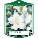 園芸用ラベル【 ヒラドツツジ 白 K(100枚)】105mm×80mm フラワーラベル 園芸用品 ガーデニング用品 耐水性 耐久性 花 木 品種名表示ラベル 園...