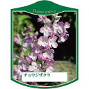 園芸用ラベル【 チョウジザクラ K(100枚)】105mm×80mm フラワーラベル 園芸用品 ガーデニング用品 耐水性 耐久性 花 木 品種名表示ラベル 園芸...
