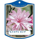 園芸用ラベル【 ヒメコブシ ピンク K (100枚)】105mm×80mm フラワーラベル 園芸用品 ガーデニング用品 耐水性 耐久性 花 木 品種名表示ラベル...