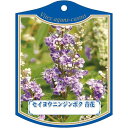 園芸用ラベル【 セイヨウ ニンジンボク (100枚)】105mm×80mm フラワーラベル 園芸用品 ガーデニング用品 耐水性 耐久性 花 木 品種名表示ラベル...