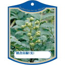 園芸用ラベル【 アサクラ サンショ(実) K (100枚)】105mm×80mm フラワーラベル 園芸用品 ガーデニング用品 耐水性 耐久性 花 木 品種名表示...