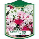 園芸用ラベル【 久留米ツツジ 常夏 (咲き分け)K (100枚)】105mm×80mm フラワーラベル 園芸用品 ガーデニング用品 耐水性 耐久性 花 木 品種...