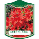 園芸用ラベル【 久留米ツツジ 本霧島 K (100枚)】105mm×80mm フラワーラベル 園芸用品 ガーデニング用品 耐水性 耐久性 花 木 品種名表示ラベ...