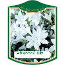 園芸用ラベル【 久留米ツツジ 白妙 K(100枚)】105mm×80mm フラワーラベル 園芸用品 ガーデニング用品 耐水性 耐久性 花 木 品種名表示ラベル ...