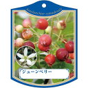 園芸用ラベル【 ジュンベリー K(100枚)】105mm×80mm フラワーラベル 園芸用品 ガーデニング用品 耐水性 耐久性 花 木 品種名表示ラベル 園芸ラ...
