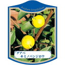園芸用ラベル【 グアバ キミノバンジロウ K (100枚)】105mm×80mm フラワーラベル 園芸用品 ガーデニング用品 耐水性 耐久性 花 木 品種名表示...