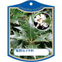 園芸用ラベル【 オニヒイラギ K(100枚)】105mm×80mm フラワーラベル 園芸用品 ガーデニング用品 耐水性 耐久性 花 木 品種名表示ラベル 園芸ラ...