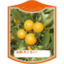 園芸用ラベル【 キンカン K (100枚)】105mm×80mm フラワーラベル 園芸用品 ガーデニング用品 耐水性 耐久性 花 木 品種名表示ラベル 園芸ラベ...
