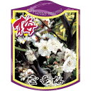 園芸用ラベル【 雲龍梅 吊下げ K (100枚)】105mm×80mm フラワーラベル 園芸用品 ガーデニング用品 耐水性 耐久性 花 木 品種名表示ラベル 園...