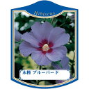 園芸用ラベル【 ムクゲ ブルーバード K(100枚)】105mm×80mm フラワーラベル 園芸用品 ガーデニング用品 耐水性 耐久性 花 木 品種名表示ラベル...