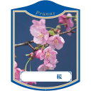 園芸用ラベル【 サクラ B K (100枚)】105mm×80mm フラワーラベル 園芸用品 ガーデニング用品 耐水性 耐久性 花 木 品種名表示ラベル 園芸ラ...