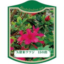 園芸用ラベル【 久留米ツツジ 日の出 K (100枚)】105mm×80mm フラワーラベル 園芸用品 ガーデニング用品 耐水性 耐久性 花 木 品種名表示ラベ...