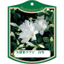 園芸用ラベル【 久留米ツツジ 白雪 (100枚)】105mm×80mm フラワーラベル 園芸用品 ガーデニング用品 耐水性 耐久性 花 木 品種名表示ラベル 園...