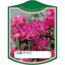 園芸用ラベル【 ヨシノツツジ K (100枚)】105mm×80mm フラワーラベル 園芸用品 ガーデニング用品 耐水性 耐久性 花 木 品種名表示ラベル 園芸...