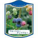園芸用ラベル【 ブルーベリー ティフブルー K(100枚)】105mm×80mm フラワーラベル 園芸用品 ガーデニング用品 耐水性 耐久性 花 木 品種名表示...