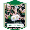 園芸用ラベル【 久留米ツツジ アズマカガミ K(100枚)】105mm×80mm フラワーラベル 園芸用品 ガーデニング用品 耐水性 耐久性 花 木 品種名表示...