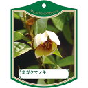 園芸用ラベル【 オガタマノキ K (100枚)】105mm×80mm フラワーラベル 園芸用品 ガーデニング用品 耐水性 耐久性 花 木 品種名表示ラベル 園芸...