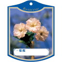 園芸用ラベル【 一葉桜 K(100枚)】105mm×80mm フラワーラベル 園芸用品 ガーデニング用品 耐水性 耐久性 花 木 品種名表示ラベル 園芸ラベル ...