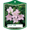 園芸用ラベル【 サツキ 夕霧 K(100枚)】105mm×80mm フラワーラベル 園芸用品 ガーデニング用品 耐水性 耐久性 花 木 品種名表示ラベル 園芸ラ...