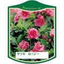 園芸用ラベル【 サツキ ロージー K(100枚)】105mm×80mm フラワーラベル 園芸用品 ガーデニング用品 耐水性 耐久性 花 木 品種名表示ラベル 園...