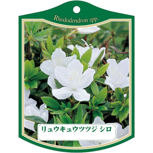 園芸用ラベル【 リュウキュウツツジ 白 K(100枚)】105mm×80mm フラワーラベル 園芸用品 ガーデニング用..