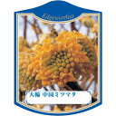 園芸用ラベル【 大輪 中国ミツマタ K (100枚)】105mm×80mm フラワーラベル 園芸用品 ガーデニング用品 耐水性 耐久性 花 木 品種名表示ラベル...