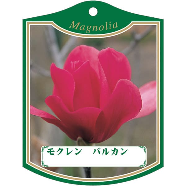 園芸用ラベル【 モクレン バルカン K (100枚)】105mm×80mm フラワーラベル 園芸用品 ガーデニング用品 ..