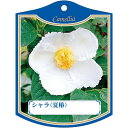 園芸用ラベル【 シャラ 夏ツバキ 白 K (100枚)】105mm×80mm フラワーラベル 園芸用品 ガーデニング用品 耐水性 耐久性 花 木 品種名表示ラベ...