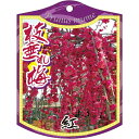 園芸用ラベル【 枝垂れ梅 紅 K (100枚)】105mm×80mm フラワーラベル 園芸用品 ガーデニング用品 耐水性 耐久性 花 木 品種名表示ラベル 園芸...