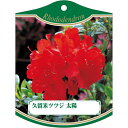 園芸用ラベル【 久留米ツツジ 太陽 2005 K(100枚)】105mm×80mm フラワーラベル 園芸用品 ガーデニング用品 耐水性 耐久性 花 木 品種名表...